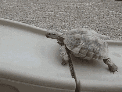 image1.gif